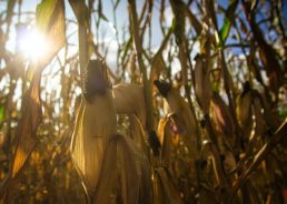 Croatia’s 2020 maize crop highest in past 10 years