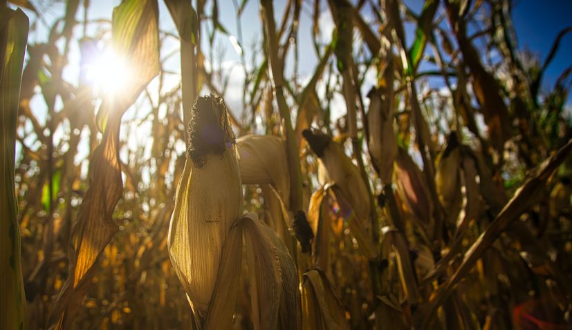Croatia’s 2020 maize crop highest in past 10 years
