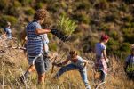 Volunteers plant 3,000 tree seedlings in wildfire-affected area in Dalmatia