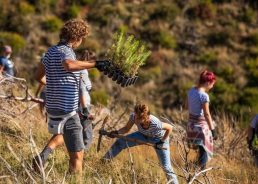 Volunteers plant 3,000 tree seedlings in wildfire-affected area in Dalmatia