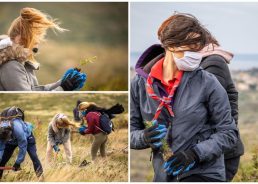 Strong bura wind doesn’t stop final reforestation drive   in Dalmatia for 2020