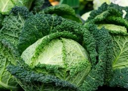 Cabbage production in Croatia stable, record-high exports