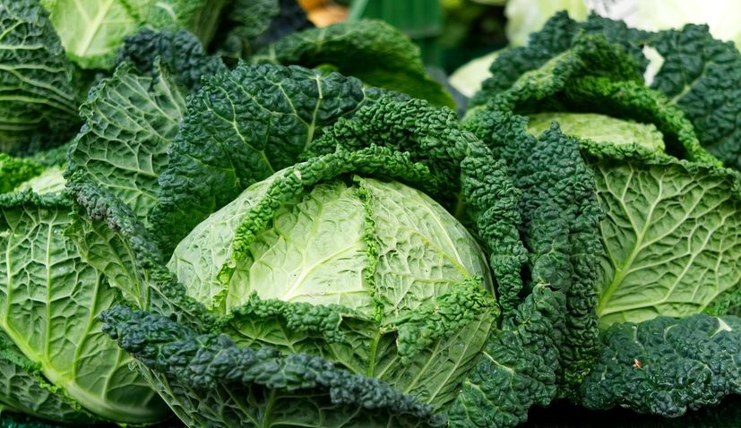 Cabbage production in Croatia stable, record-high exports