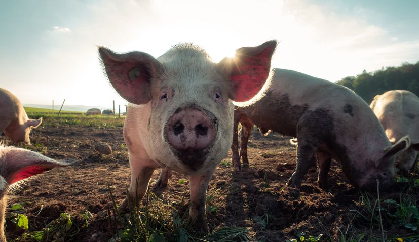 Pig farming croatia