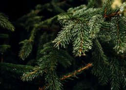 Chamber of Commerce calls for buying Croatian Christmas trees