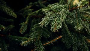Chamber of Commerce calls for buying Croatian Christmas trees