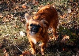 Assistance provided for domestic animals in quake-hit area