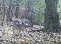 VIDEO: First wolf spotted in Papuk Nature Park after 60 years
