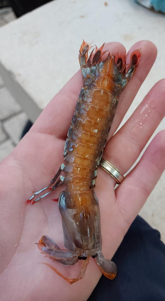 Mantis Shrimp rare found in Croatia