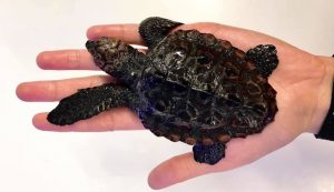 Smallest loggerhead sea turtle in the Adriatic found near Korčula