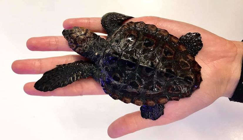 Smallest loggerhead sea turtle in the Adriatic found near Korčula island 
