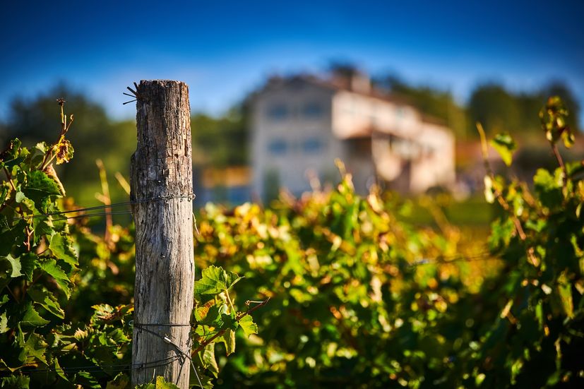 Croatian wine expert: What trends to expect in 2021