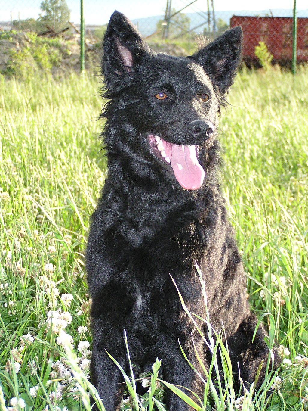 croatian dog breeds