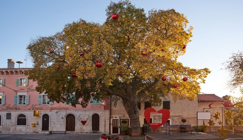 Croatia in running for European Tree of the Year 2021 title – place your vote