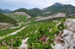 Ponikve wine-growing area in Croatia awarded protected designation of origin