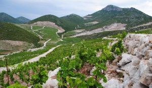 ponikve croatia wine growing region