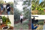 Pioneer Croatian organic olive oil producers feature in US TV series The Global Farm