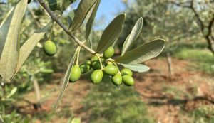Family-run Croatian organic olive oil producers featuring in Apple TV series