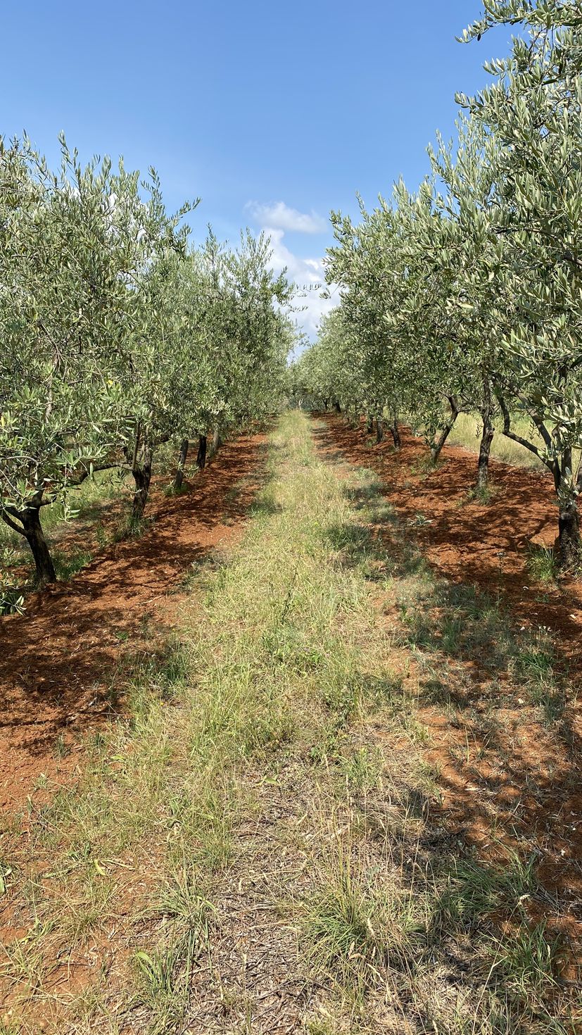 Family-run Croatian organic olive oil producers featuring in  series The Global Farm