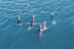 Cutest dolphins playing in Croatia’s Adriatic captured on video