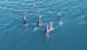 Cutest dolphins playing in Croatia’s Adriatic captured