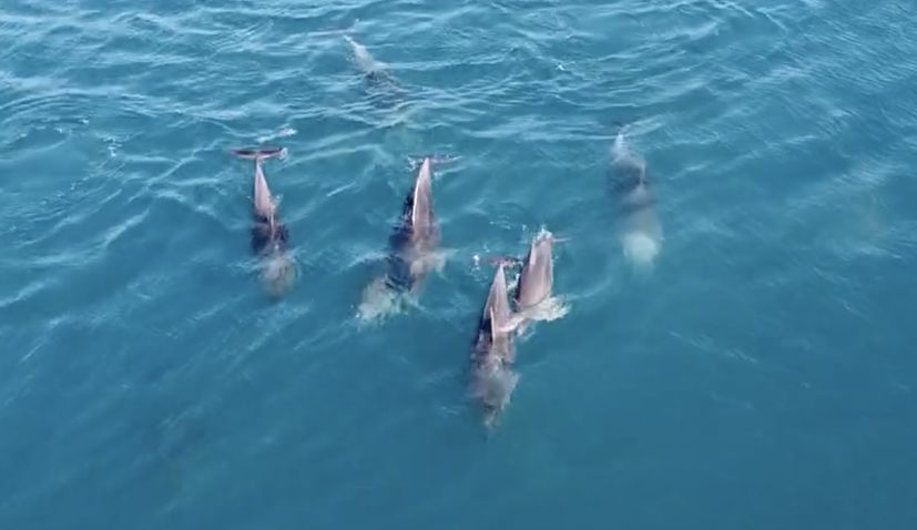 Cutest dolphins playing in Croatia’s Adriatic captured on video