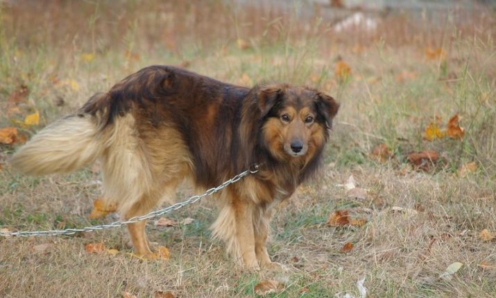 Over 40,000 Croatians sign petition against chaining dogs