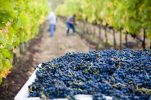 Croatia’s wine-growing sector to be impacted by EU strategy for reducing pesticides