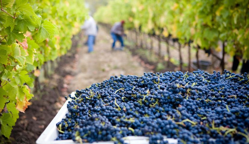 Croatia's viticulture to be impacted by EU strategy for reducing pesticides