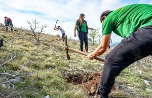 Scout association of Split plants 2,200 new trees