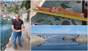 World record: Croatian fisherman catches longest scampi near Pag bridge
