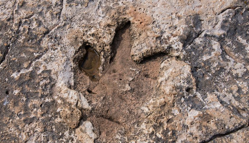 Dinosaur footprints and bones discovered on Brijuni become first protected fossil in Croatia