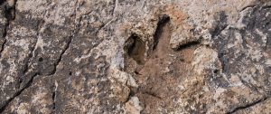 Dinosaur footprints and bones discovered on Brijuni become first protected fossil in Croatia