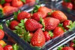 Strawberry picking season starts in southern Croatia, 600 tonnes expected