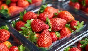 Strawberry picking season starts in south Croatia, 600 tonnes of produce expected