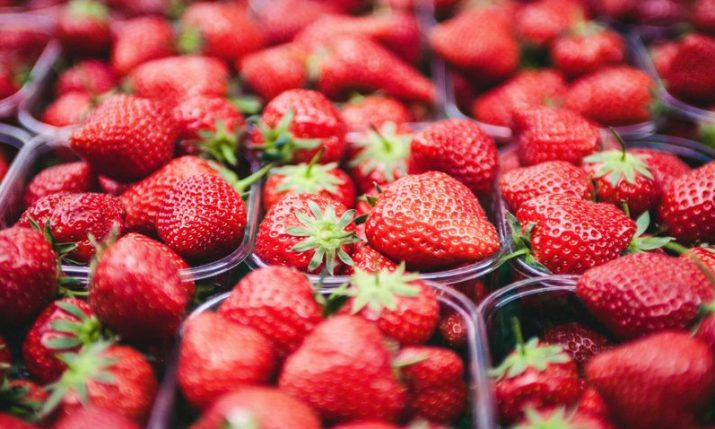 The secret to the renowned strawberries from Vrgorac