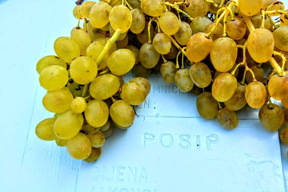  Croatian Wine Enthusiasts Announce First International Pošip Day