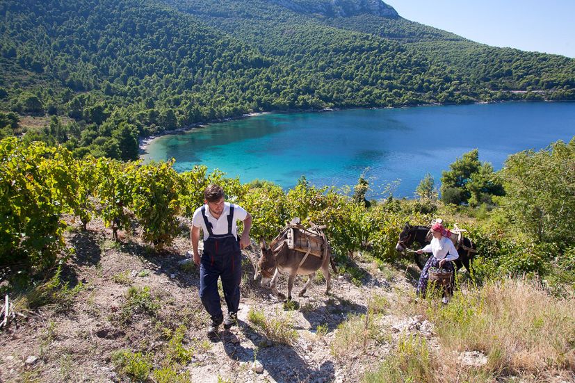 A month of wine hedonism on Croatia’s Pelješac peninsular