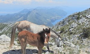 Pelješac: Reasons to visit Dalmatia's largest peninsula this summer