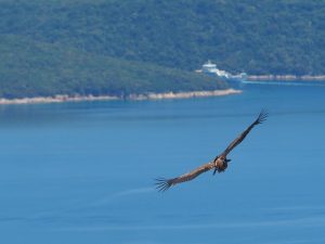 Seven young Griffon Vultures on Cres successfully returned to nature