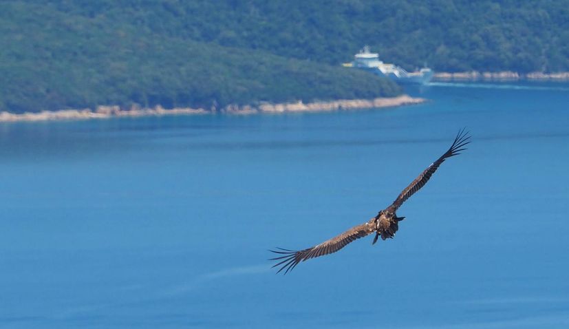 PHOTOS: Seven young Griffon Vultures on Cres successfully returned to nature