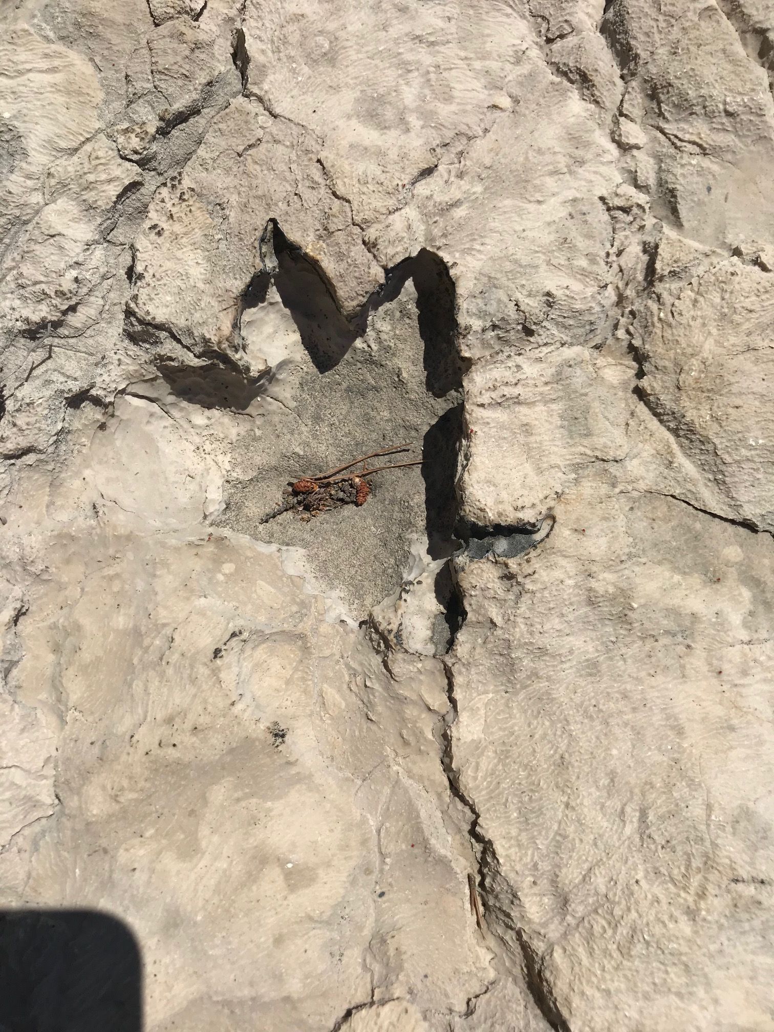 Have dinosaur footprints been discovered on Croatian island of Brač? 