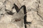 Have dinosaur footprints been discovered on Croatian island of Brač? 