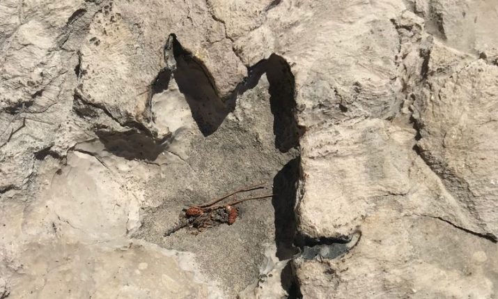 Have dinosaur footprints been discovered on Croatian island of Brač? 