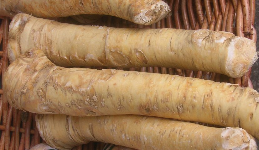 Ludbreg horseradish gets national protection status in Croatia