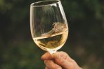 Istrian winemakers expecting stellar 2020 vintage