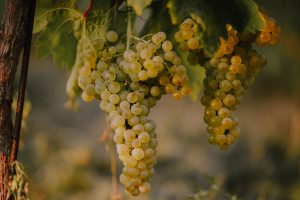 5 reasons why food and wine lovers should visit Croatia’s Moslavina region