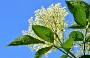 Great potential in Croatia for elderberry cultivation