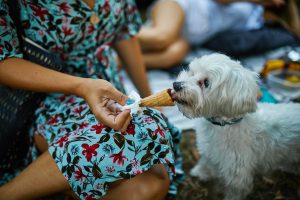 Things to do in Zagreb in August: Little Picnic