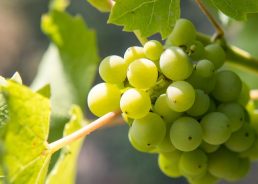 First wine and walk event in golden Slavonia 